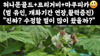 복분자 화분매개곤충 유인? 진짜 수정할 벌이 많이 왔을까?