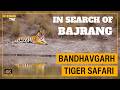 Search of Dominant Male Tiger of Bandhavgarh 🍃| #wildlifedocumentary #tigertracking #jungle DEFAULT Thumbnail