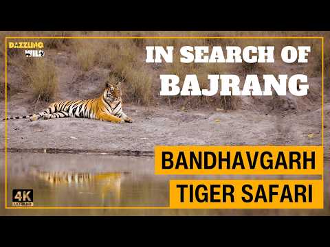 Search of Dominant Male Tiger of Bandhavgarh 🍃| #wildlifedocumentary #tigertracking #jungle 