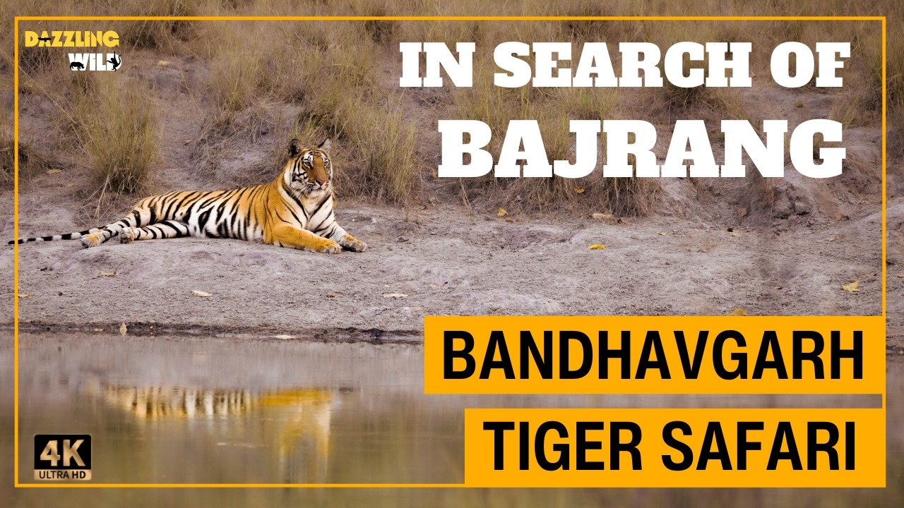 Search of Dominant Male Tiger of Bandhavgarh 🍃| #wildlifedocumentary #tigertracking #jungle