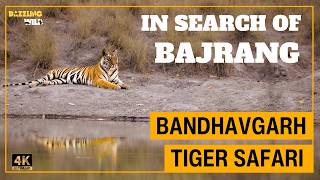 Search of Dominant Male Tiger of Bandhavgarh 🍃| #wildlifedocumentary #tigertracking #jungle MQDEFAULT Thumbnail