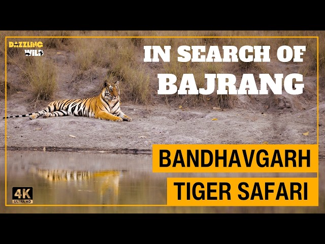 Search of Dominant Male Tiger of Bandhavgarh 🍃| #wildlifedocumentary #tigertracking #jungle SDDEFAULT Thumbnail