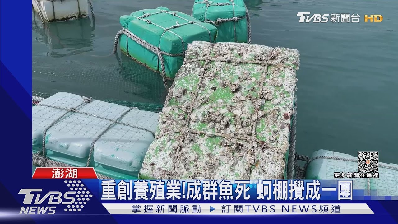 重創養殖業!成群魚死 蚵棚攪成一團