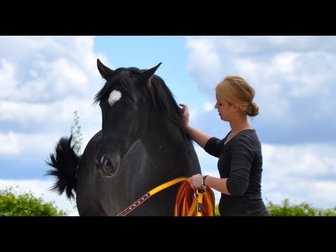 NÉCTAR SU - PURE SPANISH BLACK HORSE - Criamos caballos con grandes cualidades para la doma clasica