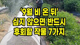 9월 비온뒤 심지 않으면 반드시 후회하게 될 작물 7가지