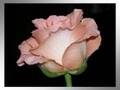 * Why are you so beautiful * ~Rene Froger~ 
