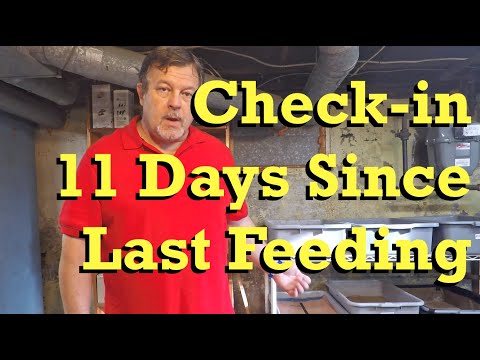 Oldest 110-day worm bin fed & 74-day bin left to forage - vermicomposting