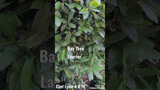 #Bay #Tree//#Laurier