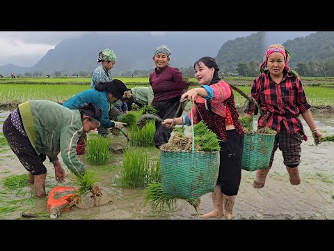 The Hidden Power of Vietnam’s Rice Industry | A Single Mother’s Inspiring Rural Life