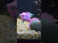 Will My Fish Eat A Toy Fish?