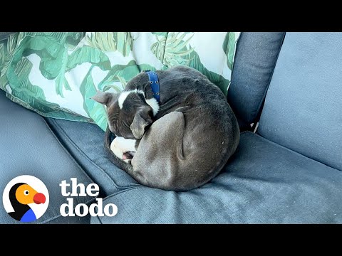 Woman Wakes Up To A Pit Bull Curled Up On Her Outdoor Couch | The Dodo