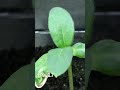 Sunflower Seed Sprouting Time Lapse