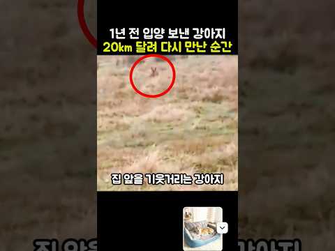 1년 전 입양 보낸 강아지 20km 달려 다시 만난 감동의순간
