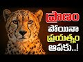 Go HUNT Your Dream Telugu Motivational Video Voice Of Telugu
