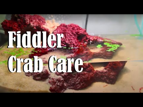 Fiddler Crab Care