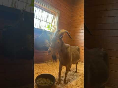 Tom Brady Youtube Video