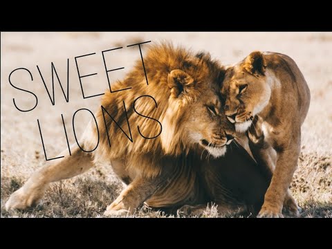 Compilation de lions doux et drôles
