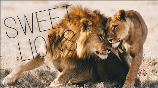 Compilation de lions doux et drôles