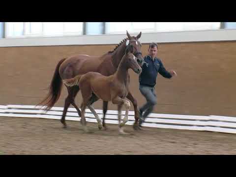 Hf v Feinrich x Revan x Fittipaldi 2017