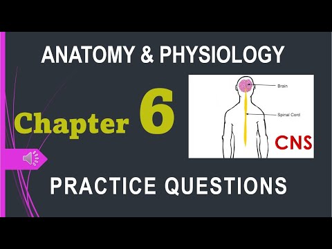Anatomy & Physiology Chapter 6 practice questions