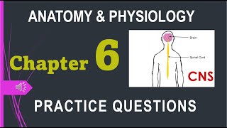 Anatomy & Physiology Chapter 6 practice questions