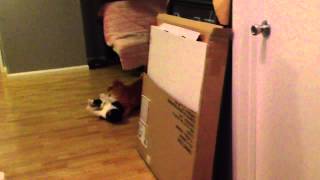 Tigger the cat fights dirty