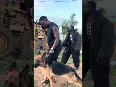 Choosing the right dog #greathabibk9academy