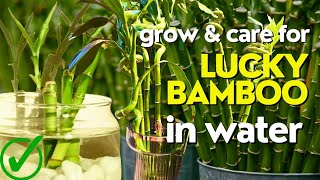 Secrets to Growing Lucky Bamboo in Water | How to take care of bamboo plant indoor