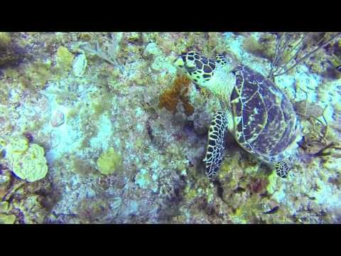 Bloody Bay Marine Park 10 Lobsters, Crab Turtle