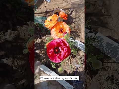 #flowers are #dancing on the beat😀🌸#nature #kudrat #kudratkaur