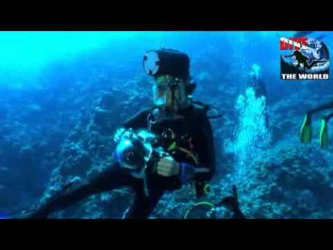 Great Barrier Reef scuba diving: Osprey Reef Coral Sea, Australia. Shark feeding frenzy, Potato Cod