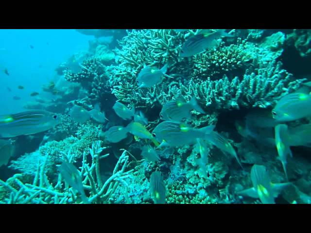 House Reef Dive at 10m, Jumeirah Vittaveli, Maldives.MOV