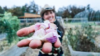 How To Grow GARLIC from Start to Finish!