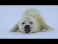 A baby Harp Seal is approaching!   