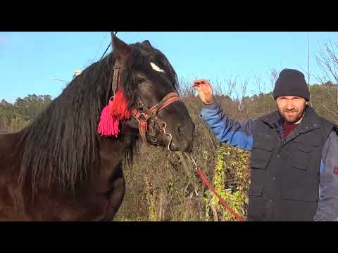 Armasarul lui Ionut de la Auseu, Bihor - 2022 Nou!!!