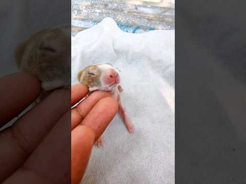 Rabbit Growth - Baby rabbits grow Up #rabbits #animals