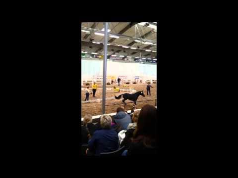 Dark Dornik (Dornik B X Valido)