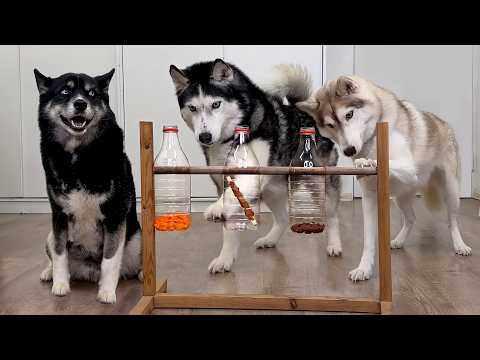 ¡Mi perro NO PASÓ un test de inteligencia! Husky y gatos vs juguete de lógica