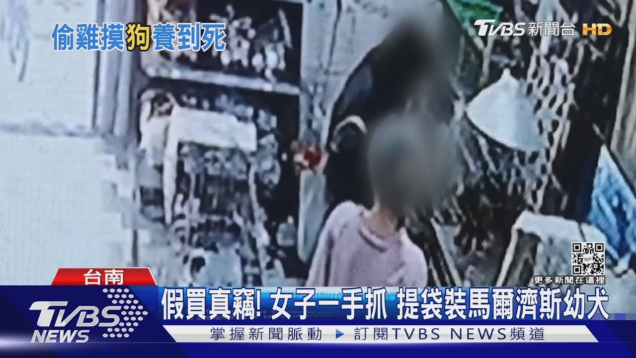 假購買真偷竊!女子提袋裝小狗 事後遭究責嗆:要告去告