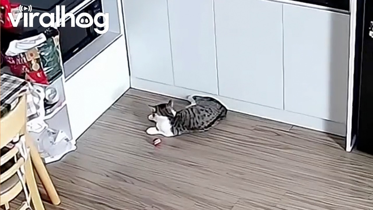 Sleeping Cat Falls From Counter || ViralHog