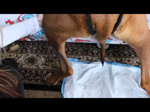 $672. Highway Robbery for 2nd opinion on Nazeer! MassVet IVG