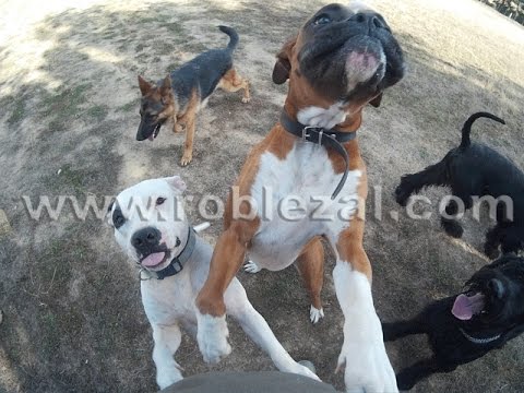 Vídeo de la estancia en positivo de Centro Canino Roblezal