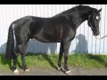 16 horsepower coal black horses