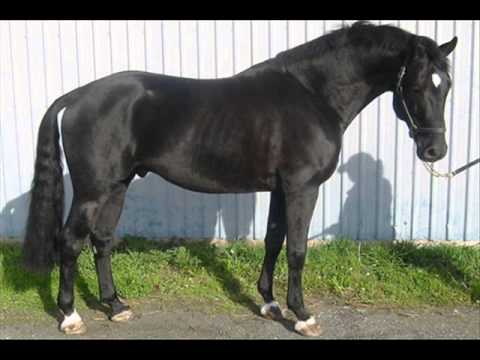 Coal Black Horses (world) video thumbnail