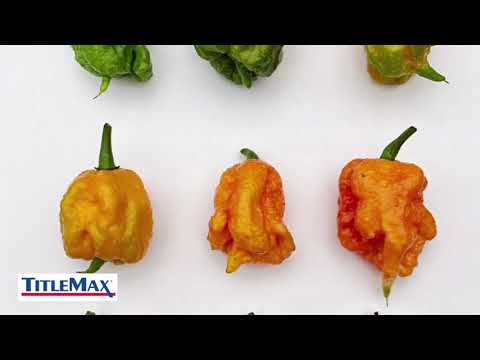 Peppers Ranked by Scoville Heat Units