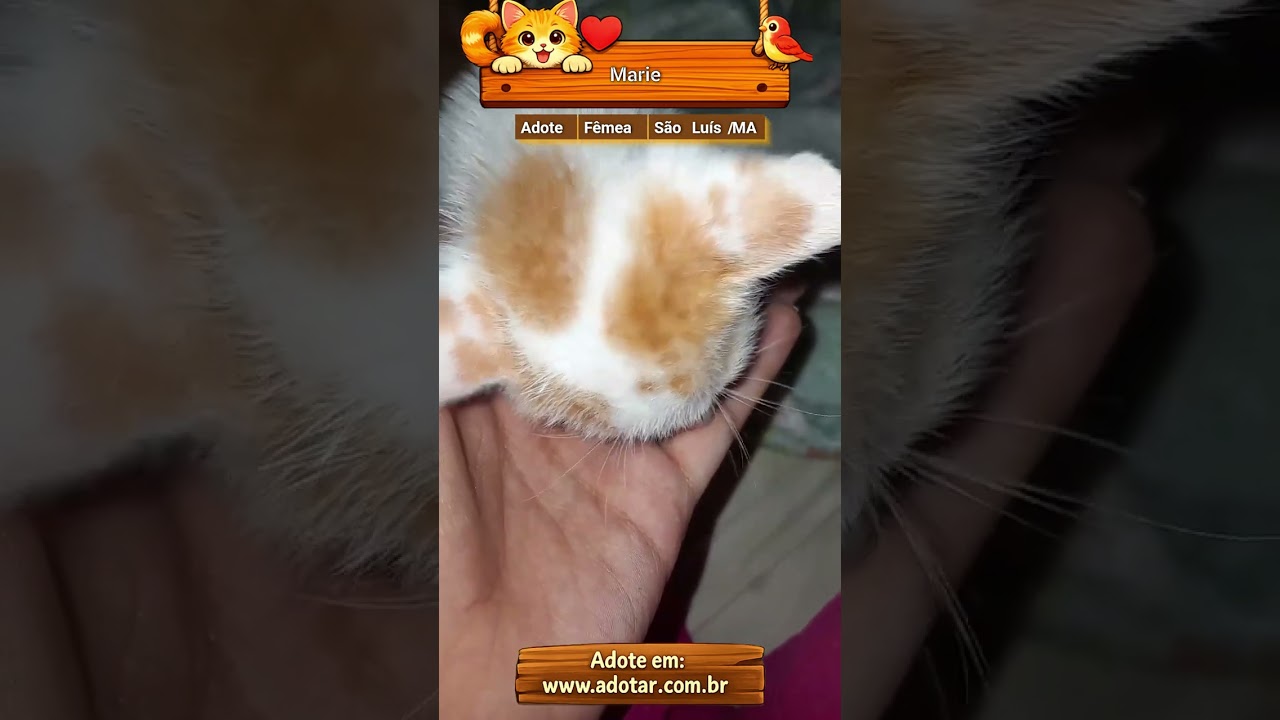 Gato raça SRD-ViraLata idade Abaixo de 2 meses nome Marie 