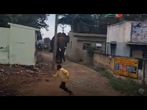 ஓசூர் அருகே சும்மா போன யானையை, சூ சொல்லி வம்பு இழுத்ததால், மிதிக்க வந்த யானை.