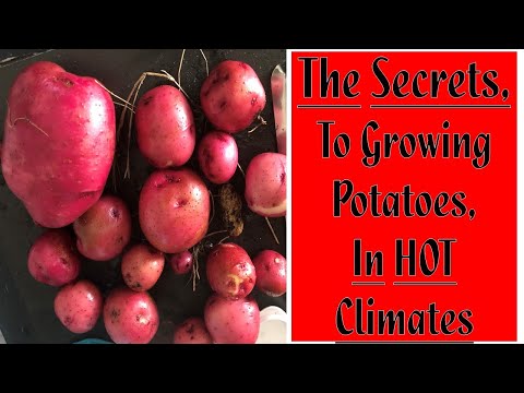 , title : 'The Secrets To Growing Potatoes In Hot Climates'