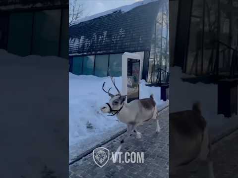 Hilarious Reindeer Sings Jingle Bells While Prancing Through Town! 😂
