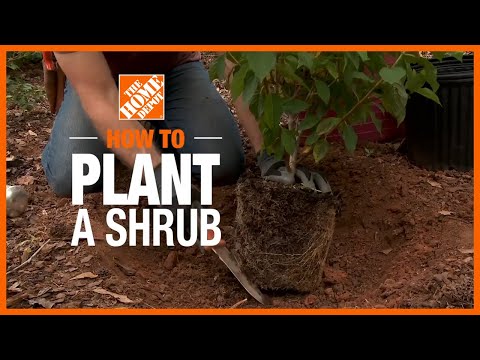 How To Plant a Shrub | The Home Depot